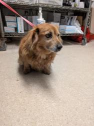 Shelter Stray Male Dog last seen Near BLOCK N ALFORD ST, RIDGECREST CA 93555, Bakersfield, CA 93308