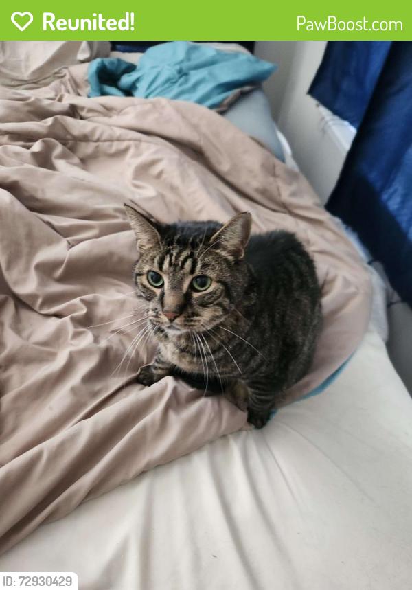 Reunited Male Cat last seen https://maps.app.goo.gl/DFie9VJFs4pGUvkk7 1050 Monarch Ct, Williamsburg, VA 23185