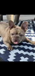 Reunited Female Dog last seen Diagonal from millennium park in Seminole , Seminole, FL 33776
