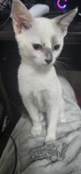 Lost Female Cat last seen Near birdhouse dr, Wesley Chapel, FL 33545