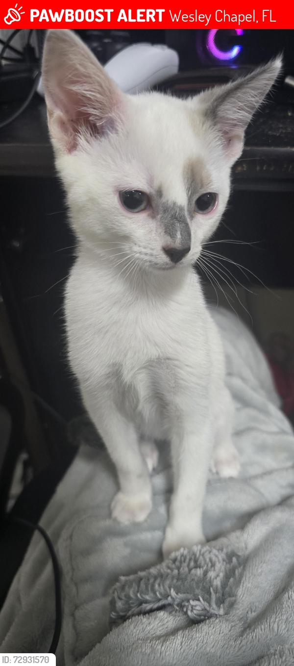 Lost Female Cat last seen Near birdhouse dr, Wesley Chapel, FL 33545
