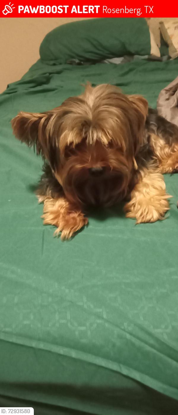 Lost Male Dog last seen Near archwood ln , Rosenberg, TX 77471