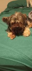 Lost Male Dog last seen Near archwood ln , Rosenberg, TX 77471