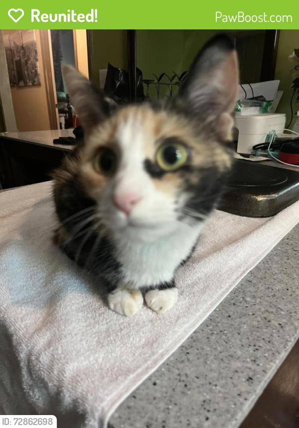 Reunited Female Cat last seen Cone blvd., dell wood ave, Greensboro, NC 27408