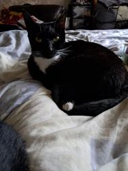 Reunited Female Cat last seen Near West Thurrock Academy , Thurrock, England RM20 3AP