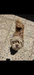 Lost Female Dog last seen Orchard Ln, Merced, CA 95340