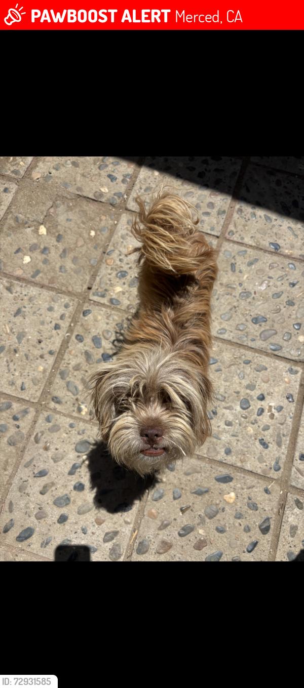 Lost Female Dog last seen Orchard Ln, Merced, CA 95340