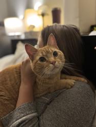 Reunited Male Cat last seen Clime and demorest. Rocky creek dr, Columbus, OH 43223