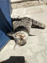 Lost Female Cat last seen Gerald Ford & DaVall, Rancho Mirage, CA 92270