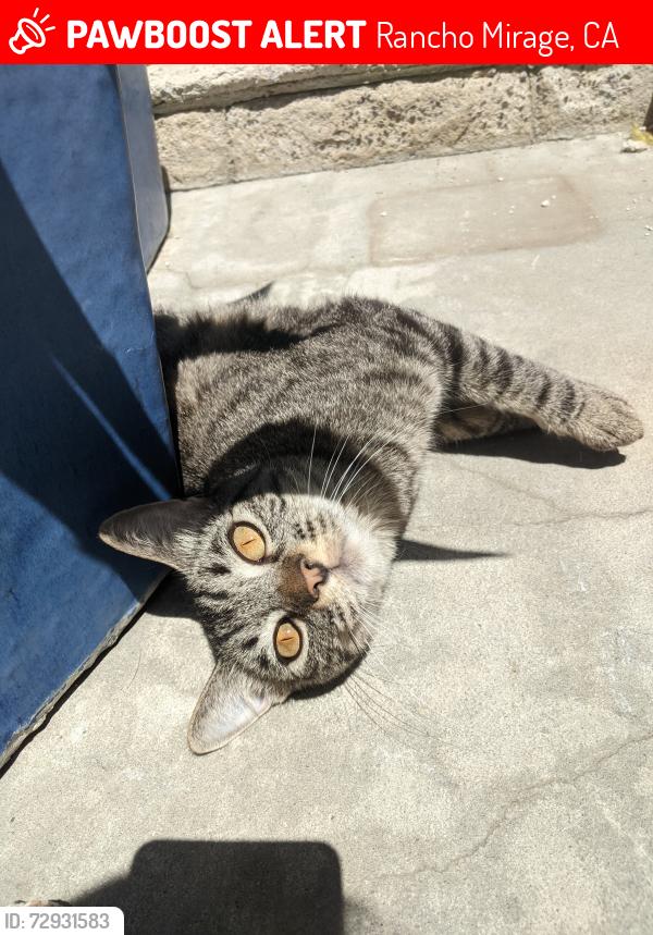 Lost Female Cat last seen Gerald Ford & DaVall, Rancho Mirage, CA 92270
