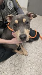 Shelter Stray Female Dog last seen Gaston County, NC 28034, Gastonia, NC 28052