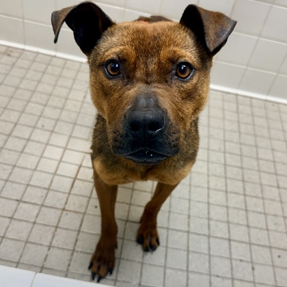 Shelter Stray Male Dog last seen Oakland, CA 94621, Oakland, CA 94601