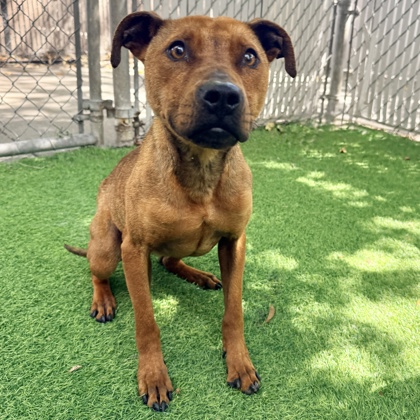 Shelter Stray Female Dog last seen Oakland, CA 94621, Oakland, CA 94601