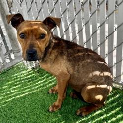 Shelter Stray Female Dog last seen Oakland, CA 94621, Oakland, CA 94601