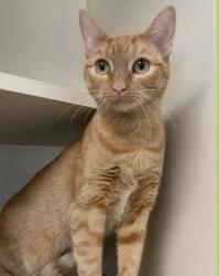 Reunited Female Cat last seen Near Azalea Drive in North Brunsw, North Brunswick Township, NJ 08902