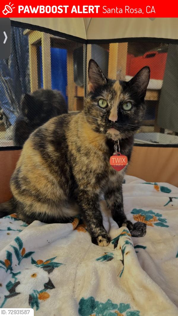 Lost Female Cat last seen West Steele Ln and Northcoast St, Santa Rosa, CA 95403