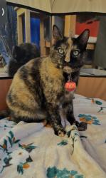 Lost Female Cat last seen West Steele Ln and Northcoast St, Santa Rosa, CA 95403