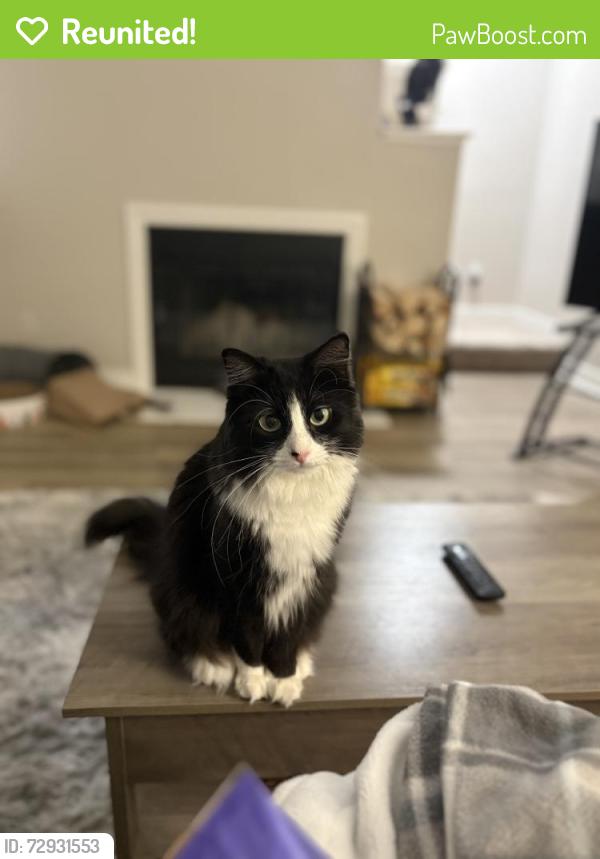 Reunited Female Cat last seen Near Wild Oak Way, Corona, CA 92879, USA, Corona, CA 92879