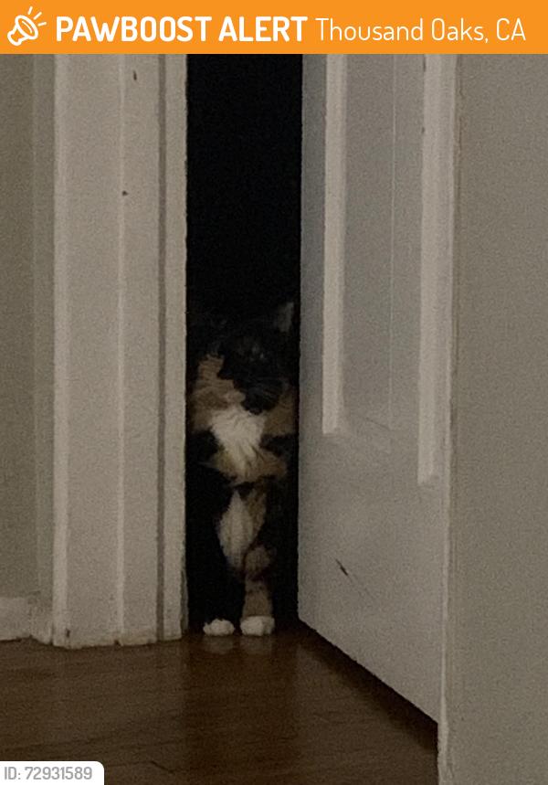 Found/Stray Female Cat last seen Premier Inn Hillcrest Dr, Thousand Oaks, CA 91320