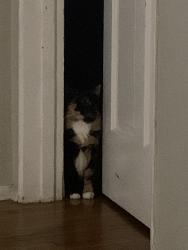 Found/Stray Female Cat last seen Premier Inn Hillcrest Dr, Thousand Oaks, CA 91320