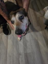 Found/Stray Female Dog last seen Near and Marbach, San Antonio, TX 78245