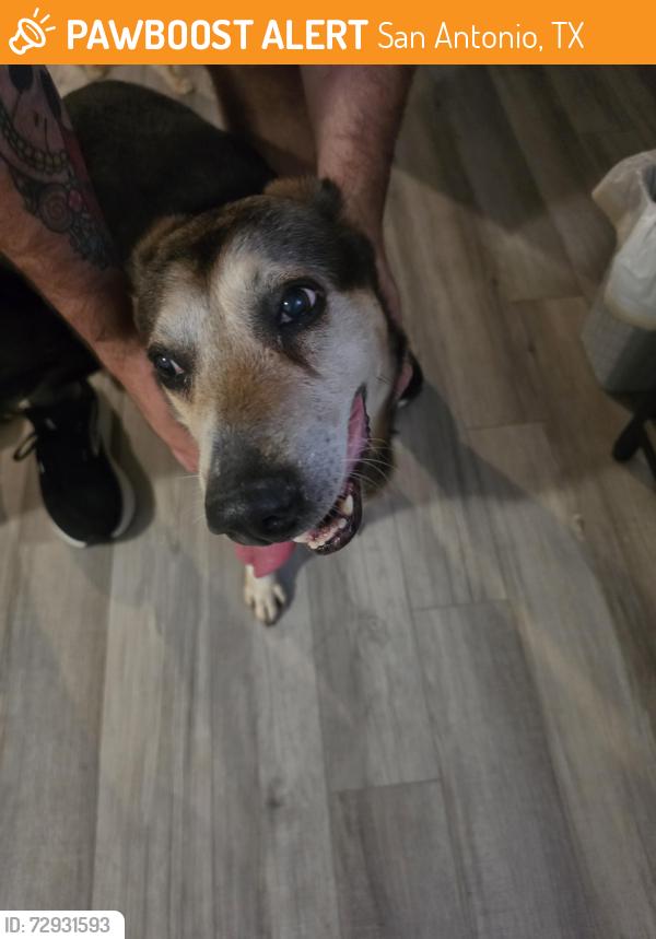 Found/Stray Female Dog last seen Near and Marbach, San Antonio, TX 78245