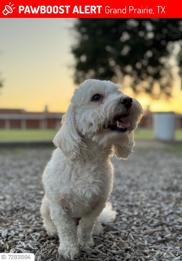 Lost Male Dog last seen Victoria dr , Grand Prairie, TX 75052