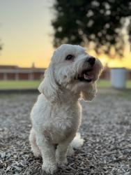 Lost Male Dog last seen Victoria dr , Grand Prairie, TX 75052
