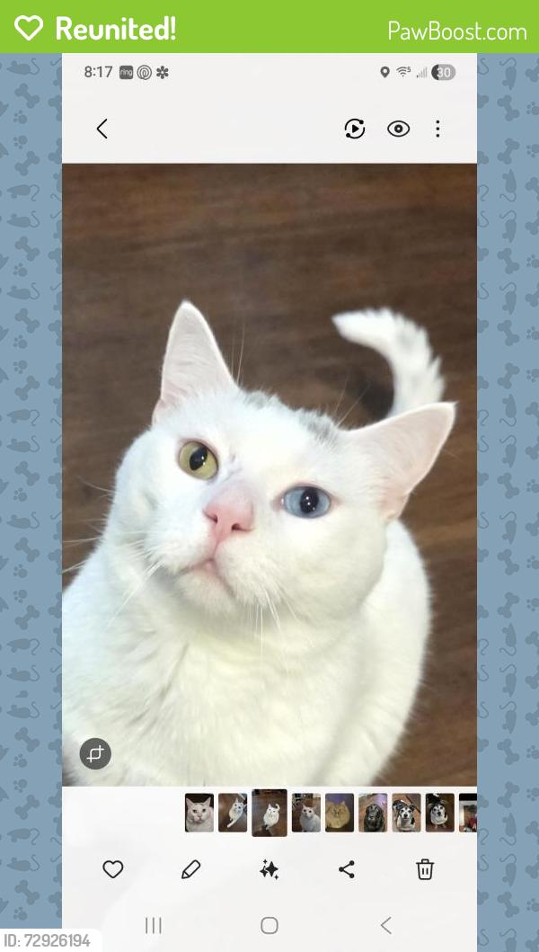 Reunited Male Cat last seen Foxfire and wanderlust, Painesville, OH 44077