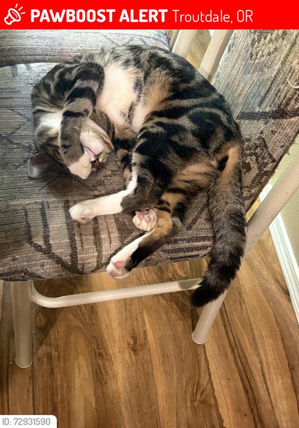 Lost Male Cat last seen SW 16th way and wright place , Troutdale, OR 97060