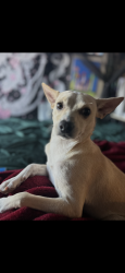 Lost Male Dog last seen 67th baseline, Laveen Village, AZ 85339