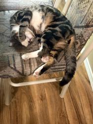 Lost Male Cat last seen SW 16th way and wright place , Troutdale, OR 97060