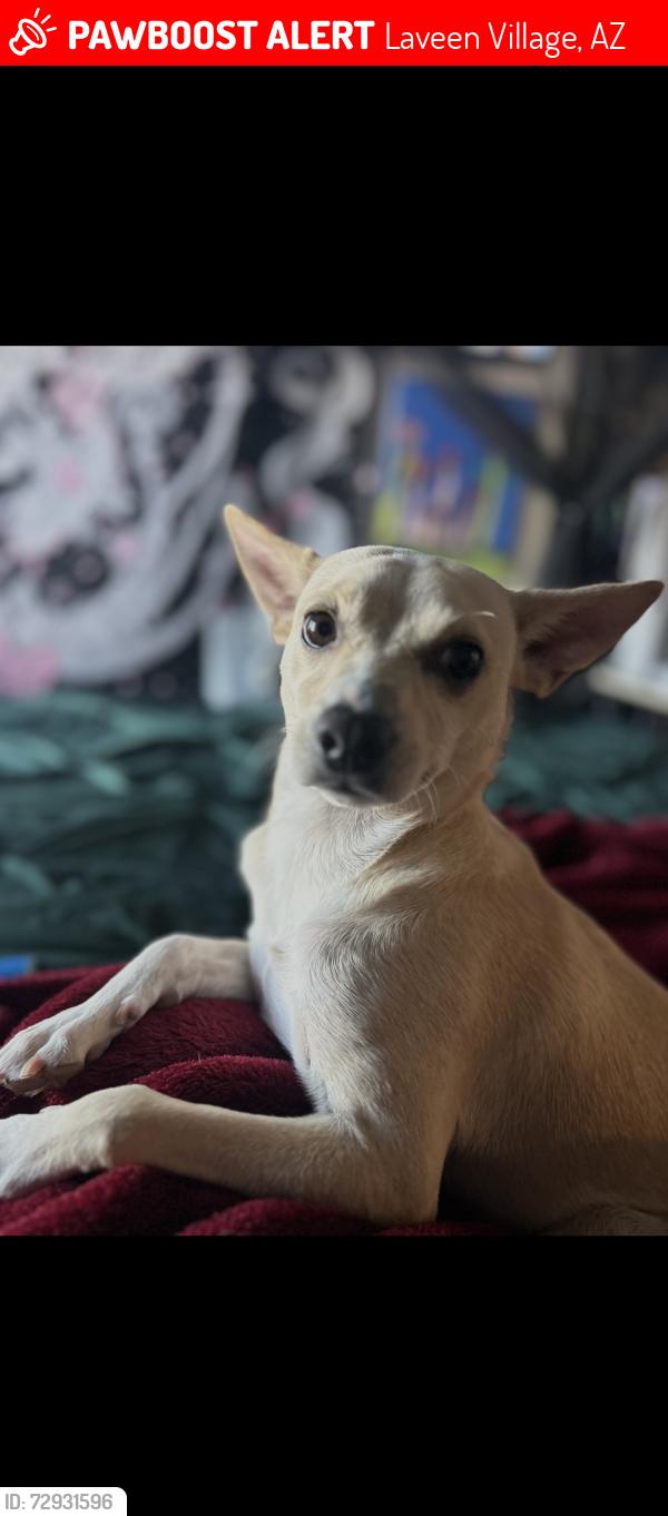 Lost Male Dog last seen 67th baseline, Laveen Village, AZ 85339