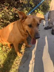 Found/Stray Female Dog last seen Near toland way, Los Angeles, CA 90042