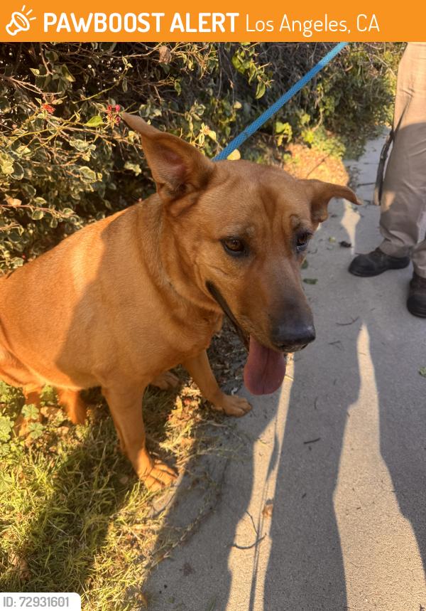 Found/Stray Female Dog last seen Near toland way, Los Angeles, CA 90042