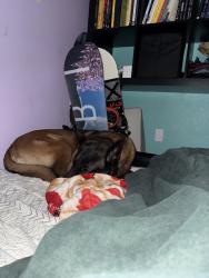 Lost Male Dog last seen YMCA Coal Creak, Newcastle, WA 98059