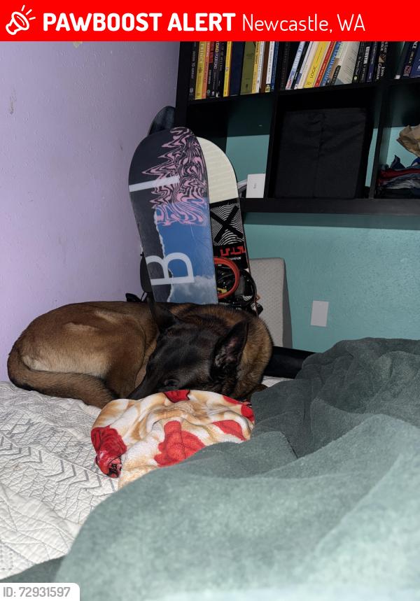 Lost Male Dog last seen YMCA Coal Creak, Newcastle, WA 98059