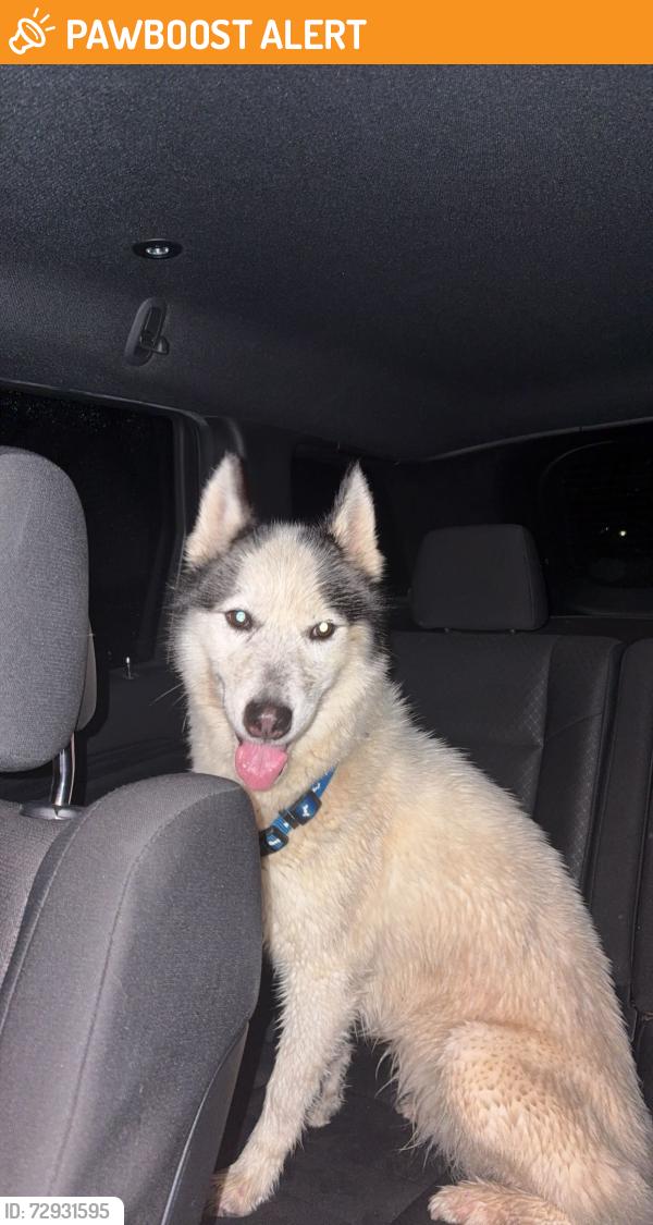 Found/Stray Female Dog last seen Anderson Ridge Road, Greenville County, SC 29681