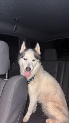 Found/Stray Female Dog last seen Anderson Ridge Road, Greenville County, SC 29681
