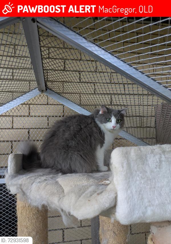 Lost Female Cat last seen Nevern St, a few hses from the bottom, MacGregor, QLD 4109