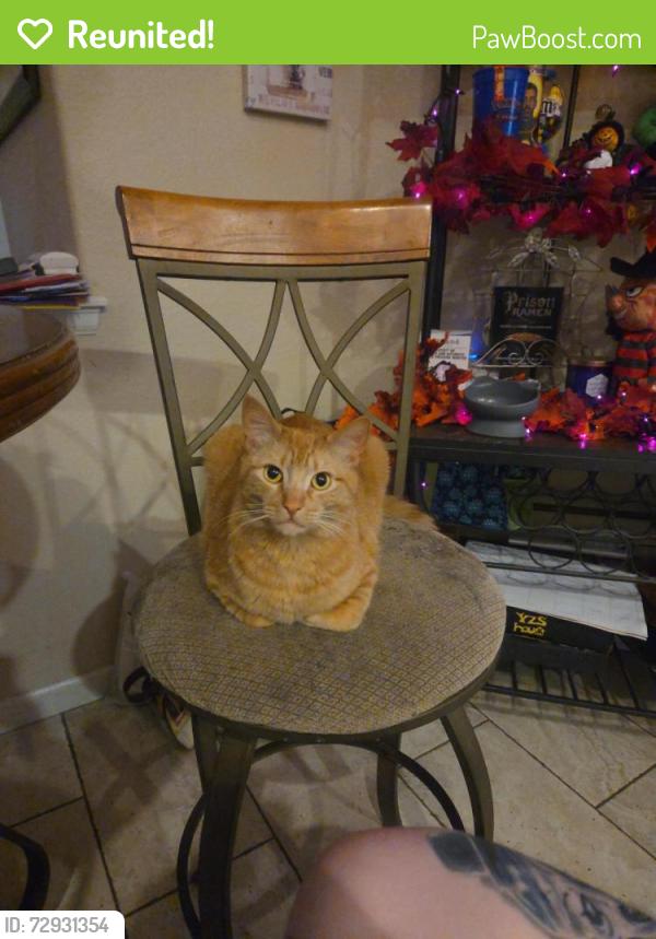 Reunited Male Cat last seen Balance circle and shimmering creek drive near Jared and Jensen park, Colorado Springs, CO 80923