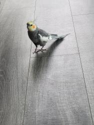 Lost Male Bird last seen Beverly Glen , Los Angeles, CA 91496