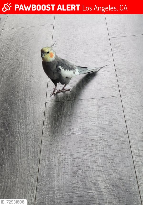 Lost Male Bird last seen Beverly Glen , Los Angeles, CA 91496
