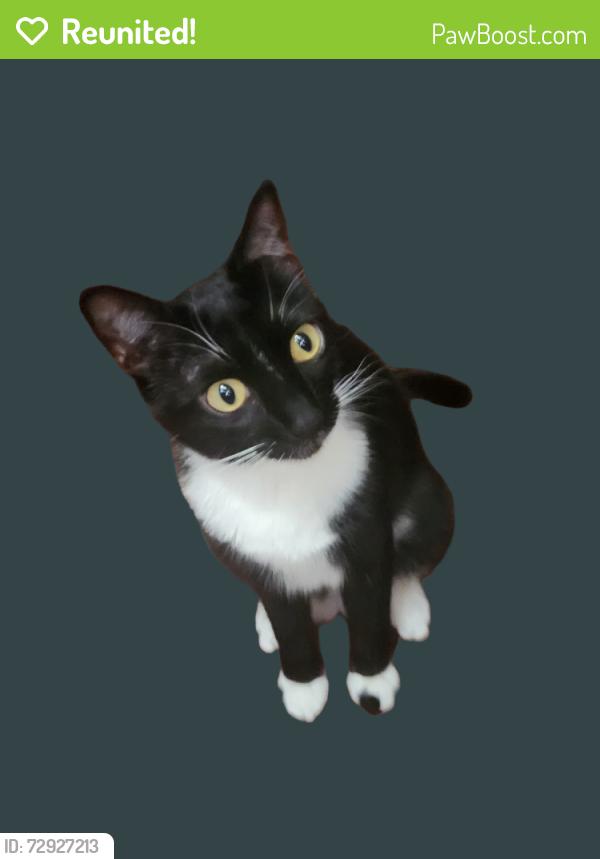 Reunited Female Cat last seen NE 136th Street and NE 1st Place, Vancouver, WA 98685