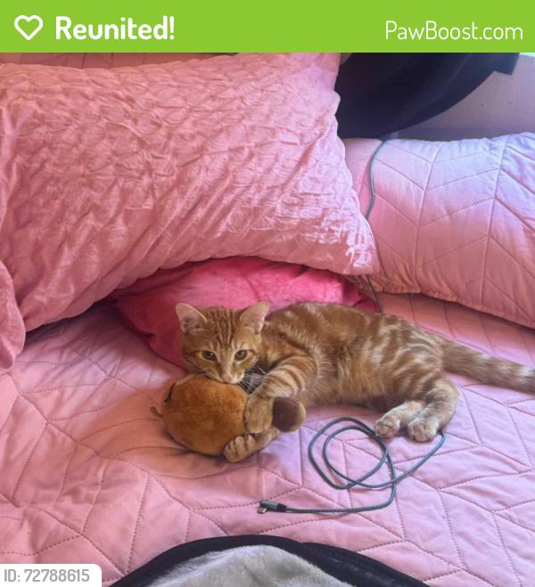 Reunited Male Cat last seen Peak park , Buena Park, CA 90620