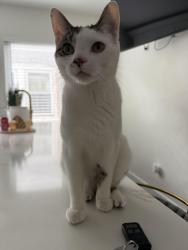 Reunited Male Cat last seen Near Euclid Ave , Berwyn, IL 60402