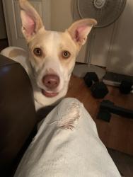 Reunited Female Dog last seen Near rd. St. & Mingo. Tulsa, Tulsa, OK 74128