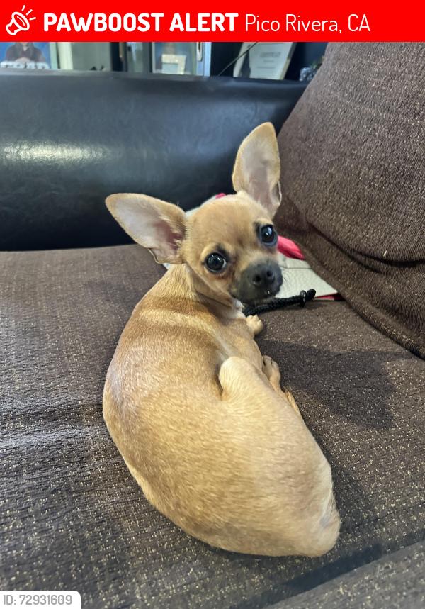 Lost Male Dog last seen Near Creeland st, Pico Rivera, CA 90660