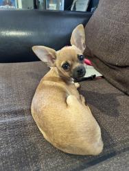 Lost Male Dog last seen Near Creeland st, Pico Rivera, CA 90660