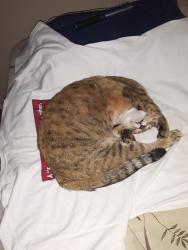 Reunited Female Cat last seen 15th & D Ave, Lawton, OK 73501
